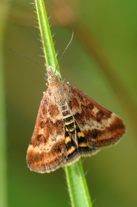Crambidae - Pyrausta despicata?